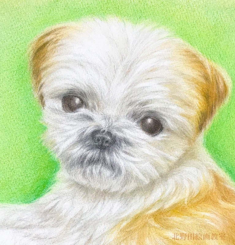 シーズー犬（ 講師・色鉛筆画 ）