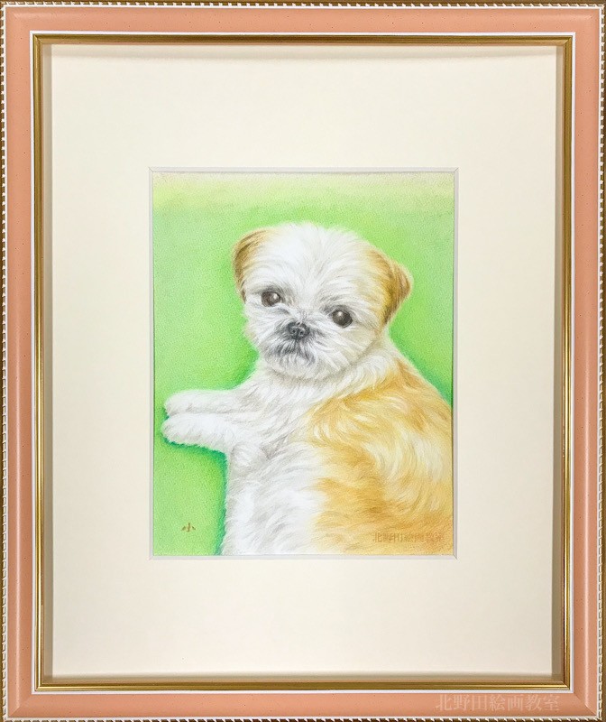 シーズー犬　講師　色鉛筆画　F3号