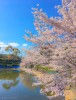 愛媛県 桜