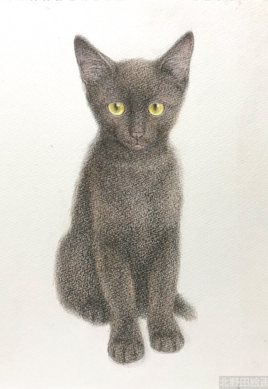 塗らずに描く色鉛筆画　講師　黒猫PRADA　8