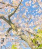 2020年4月7日 教室の近くの桜