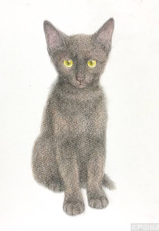 塗らずに描く色鉛筆画　講師　黒猫PRADA　7