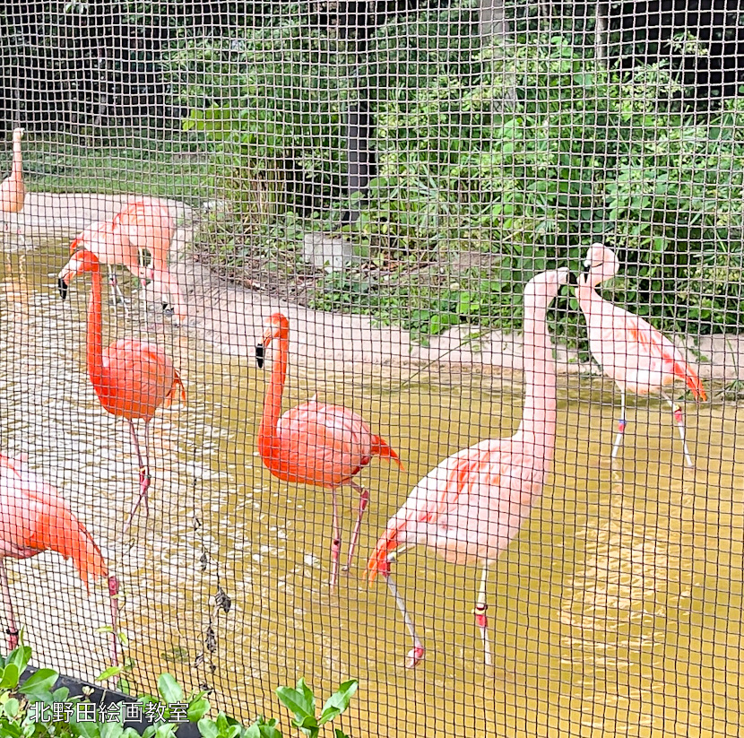 天王寺動物園 フラミンゴ