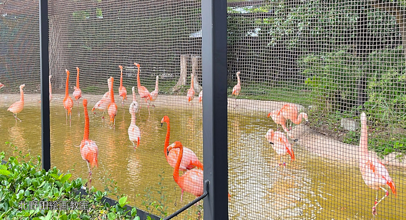 天王寺動物園 フラミンゴ