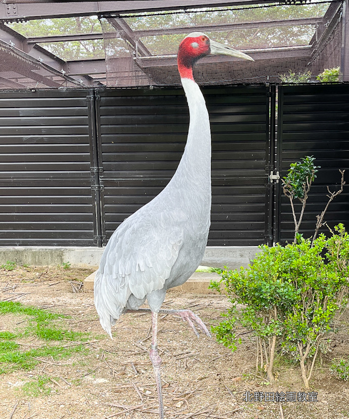 天王寺動物園