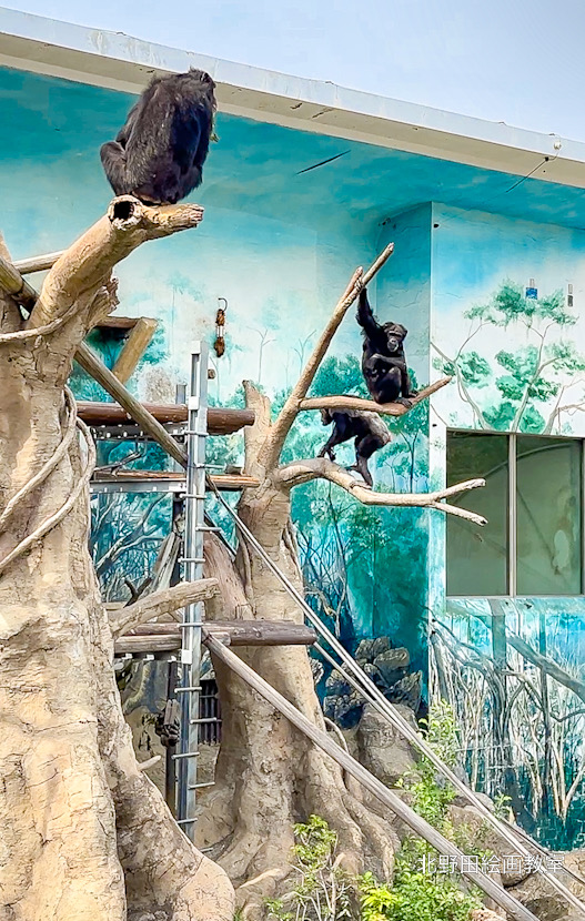 天王寺動物園 チンパンジー
