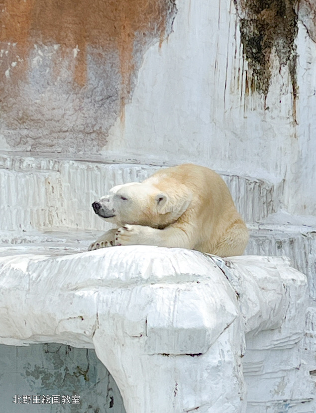 天王寺動物園 ホッキョクグマ
