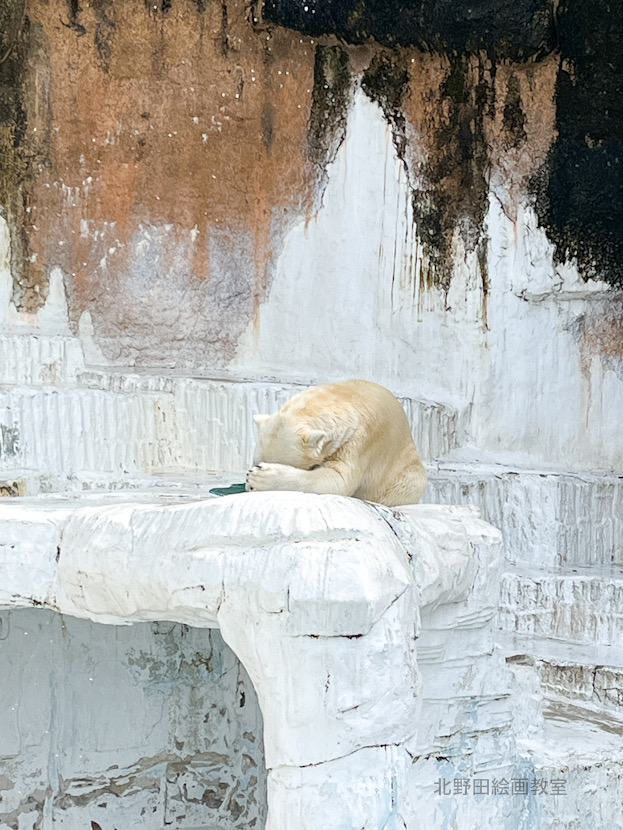 天王寺動物園 ホッキョクグマ