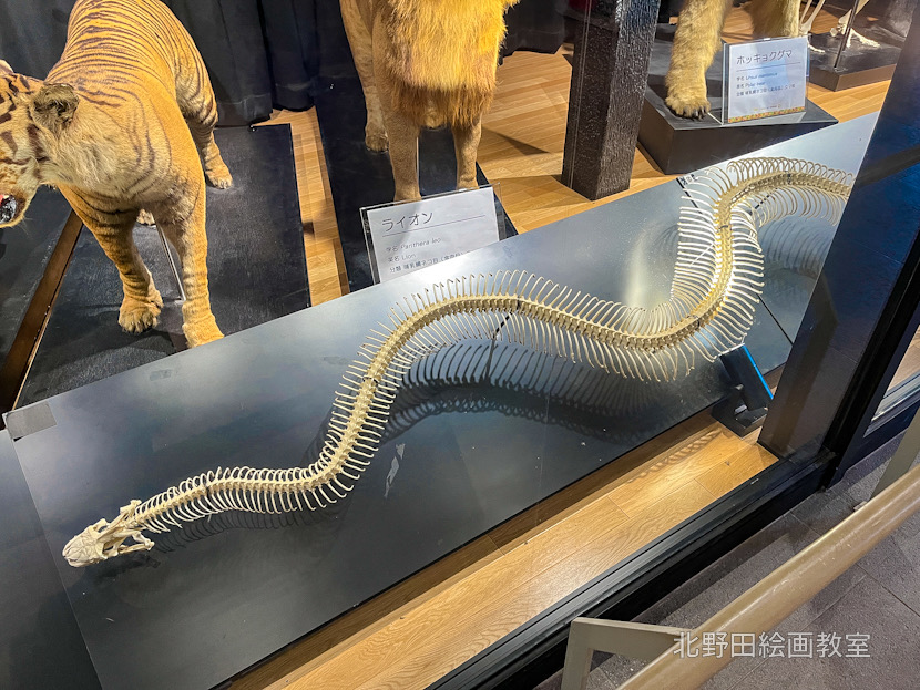 巨大ニシキヘビの骨格
