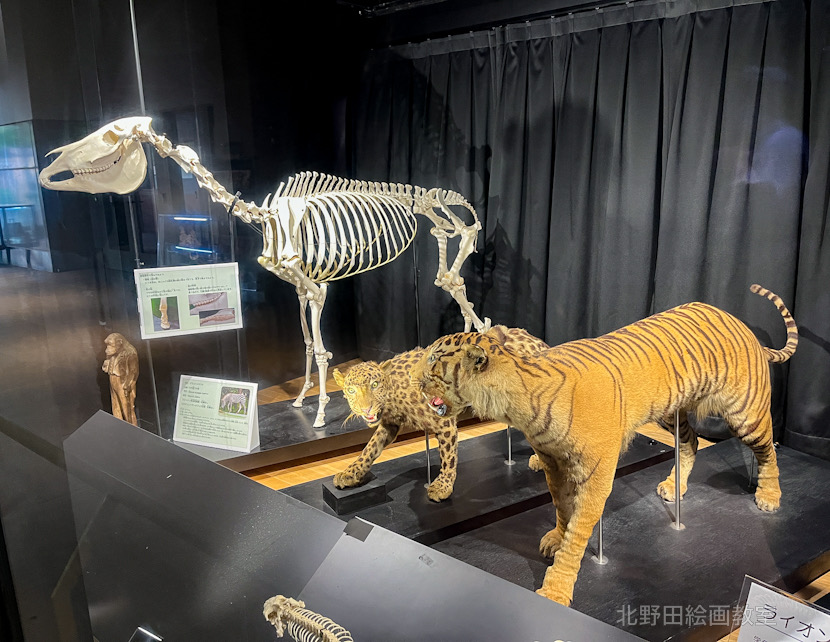 シマウマの骨格、虎と豹(剥製)