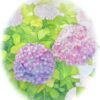 紫陽花（講師・水彩画 制作途中）