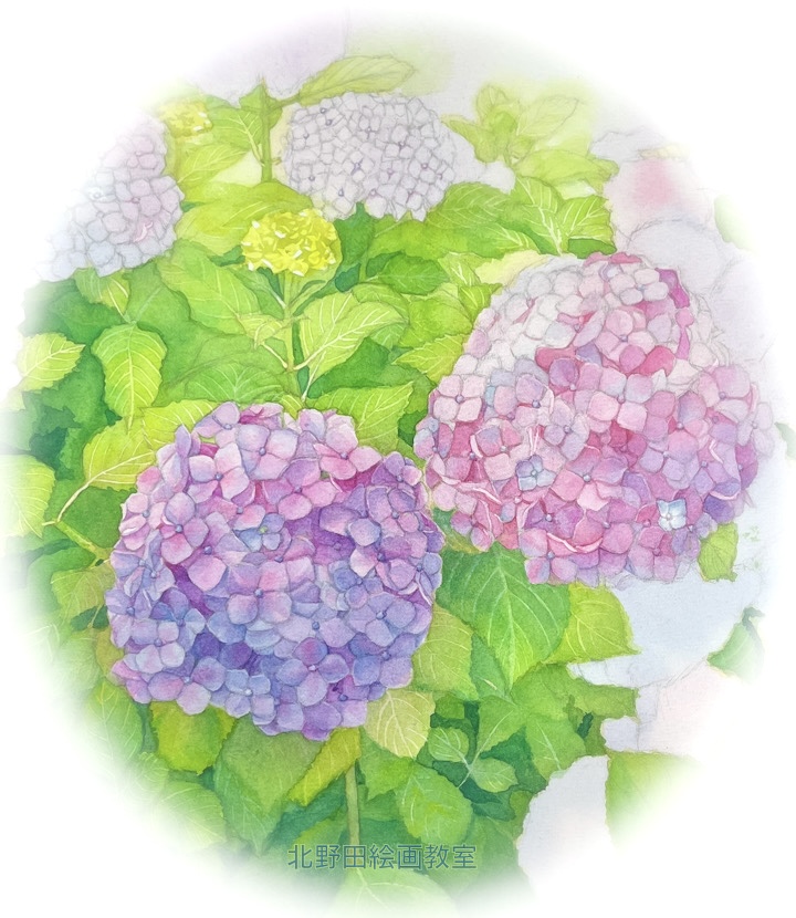 紫陽花（講師・水彩画 制作途中）