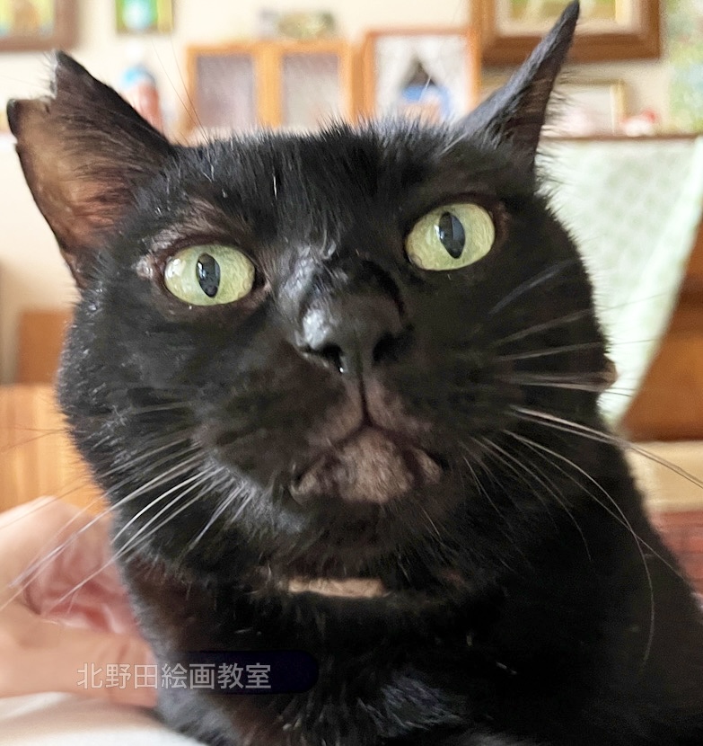モデルのくろちゃん