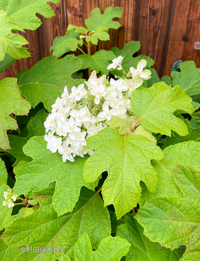 ご近所の紫陽花（2026年６月）
