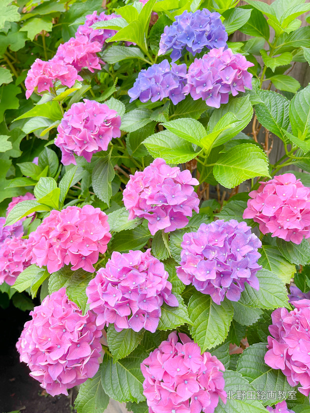 ご近所の紫陽花（2026年６月）